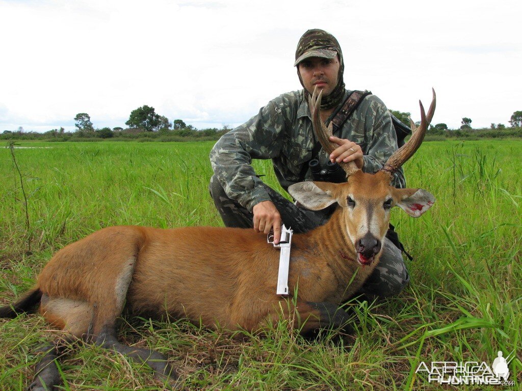 Hunting Swamp Deer