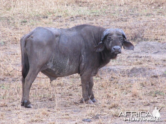 Hunting Tanzania... Old Buffalo Warrior in Kilombero