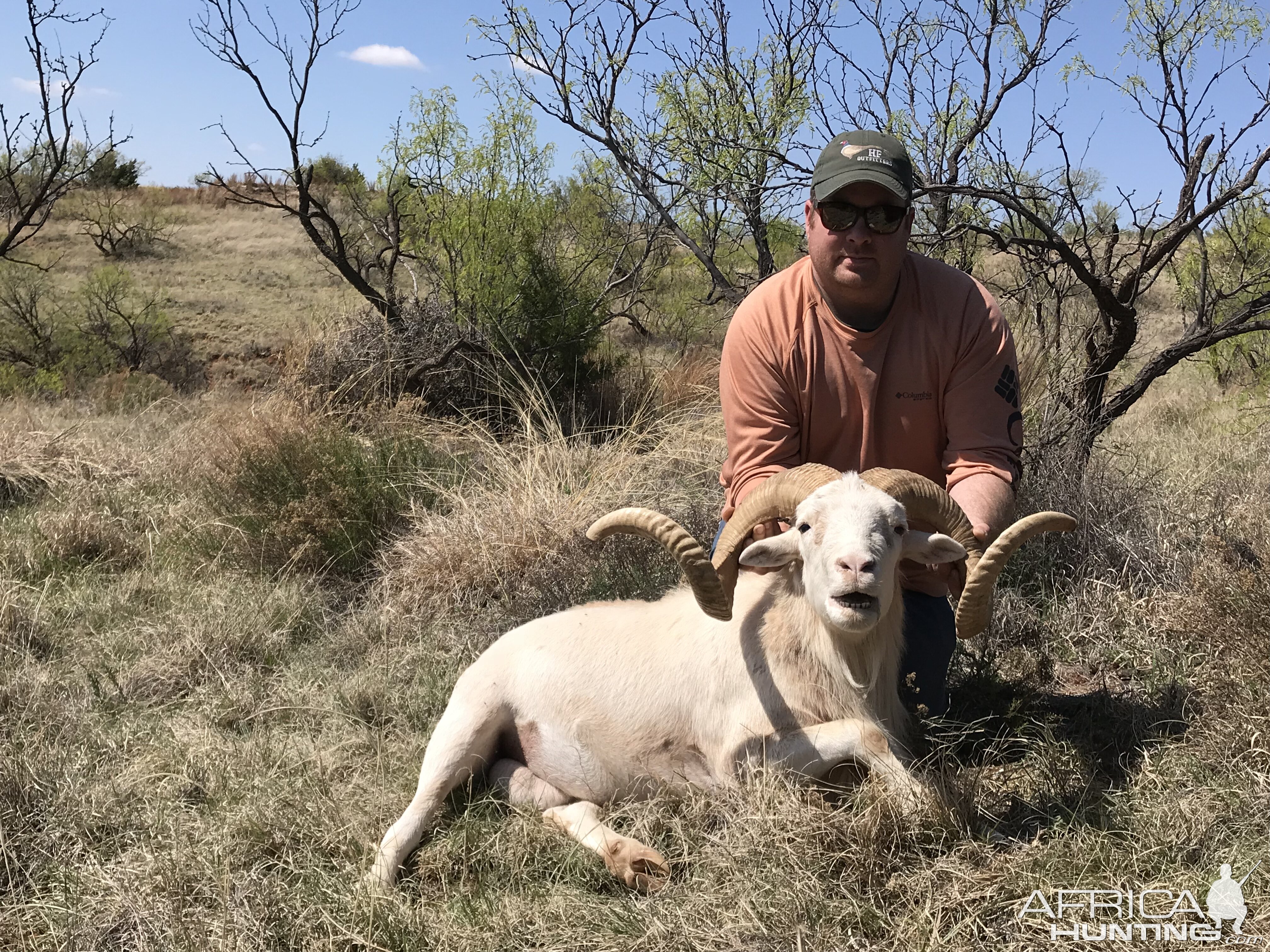Hunting Texas Dall Sheep in Texas USA