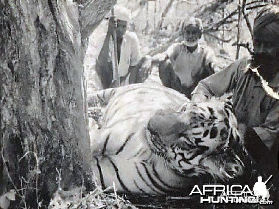 Hunting Tiger India