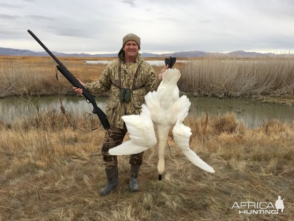 Hunting Tundra Swan in Utah USA