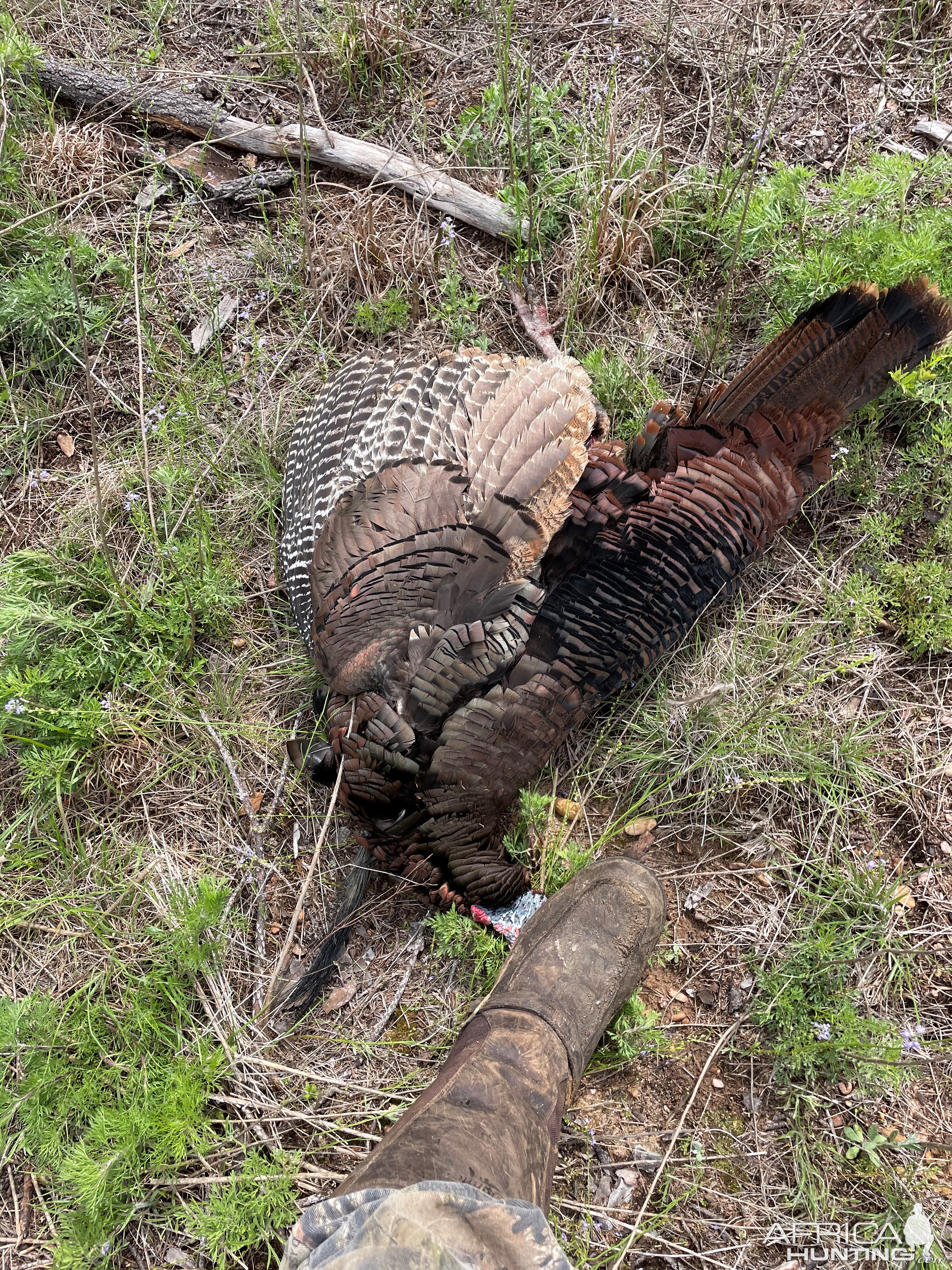 Hunting Turkey