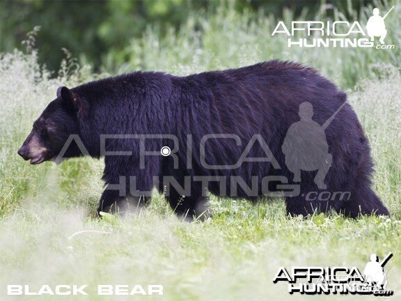 Hunting Vitals Black Bear