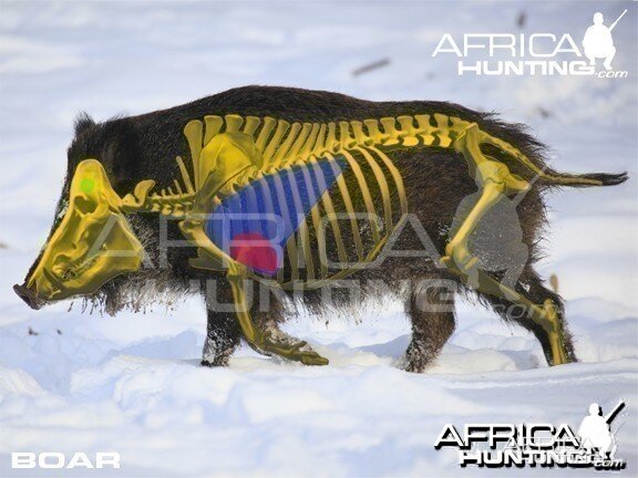 Hunting Vitals Boar
