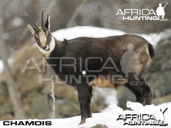 Hunting Vitals Chamois