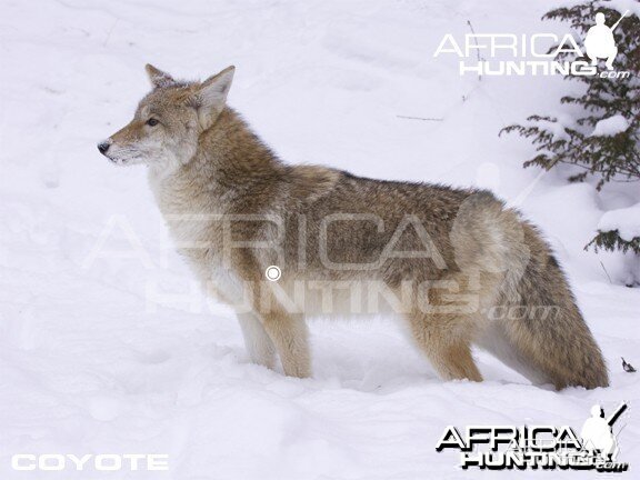 Hunting Vitals Coyote