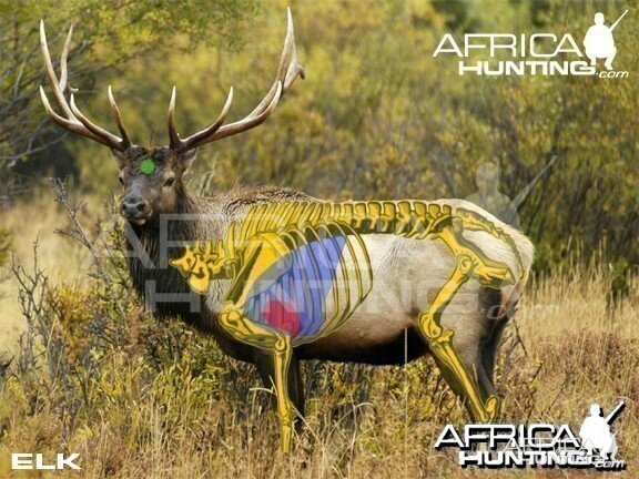 Hunting Vitals Elk