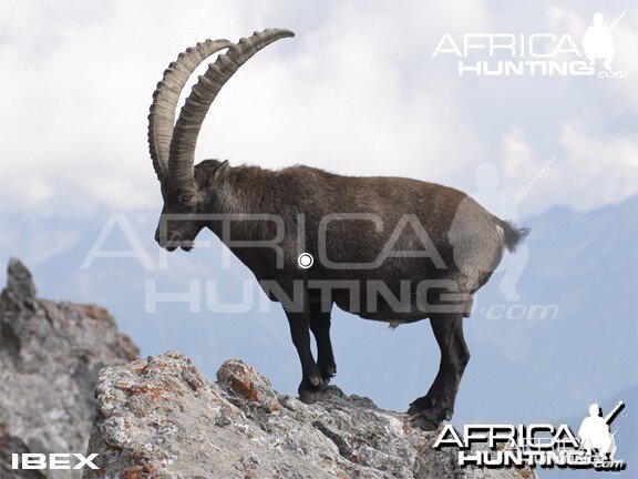 Hunting Vitals Ibex