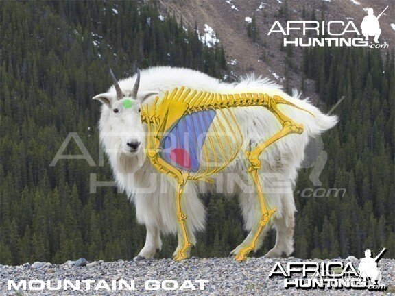 Hunting Vitals Mountain Goat