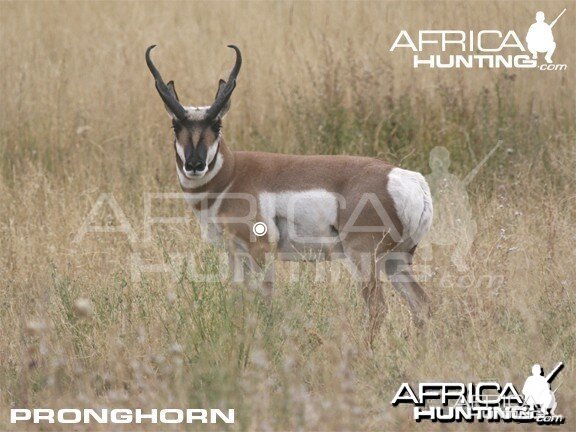 Hunting Vitals Pronghorn