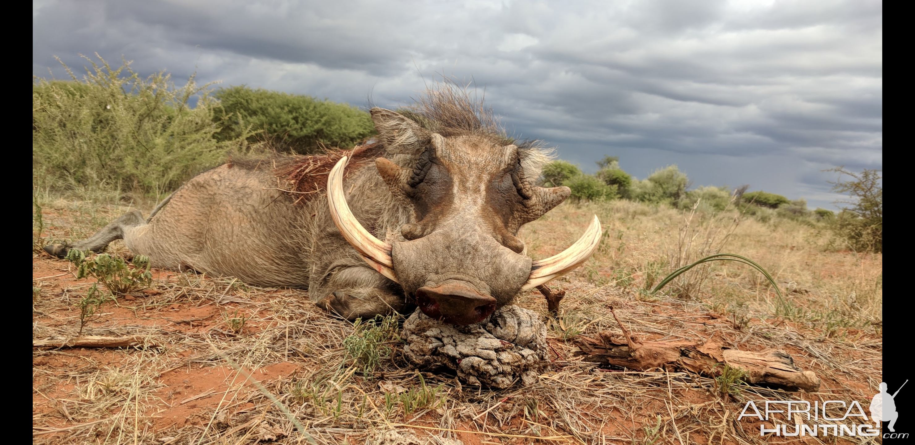 Hunting Warthog in Namibia