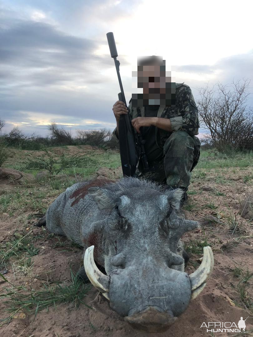 Hunting Warthog in Namibia