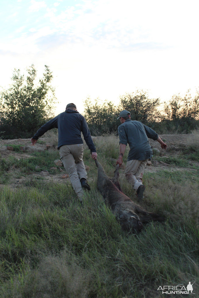 Hunting Warthog in South Africa