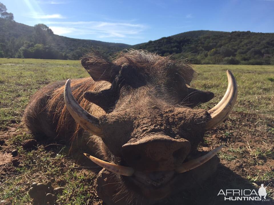 Hunting Warthog in South Africa