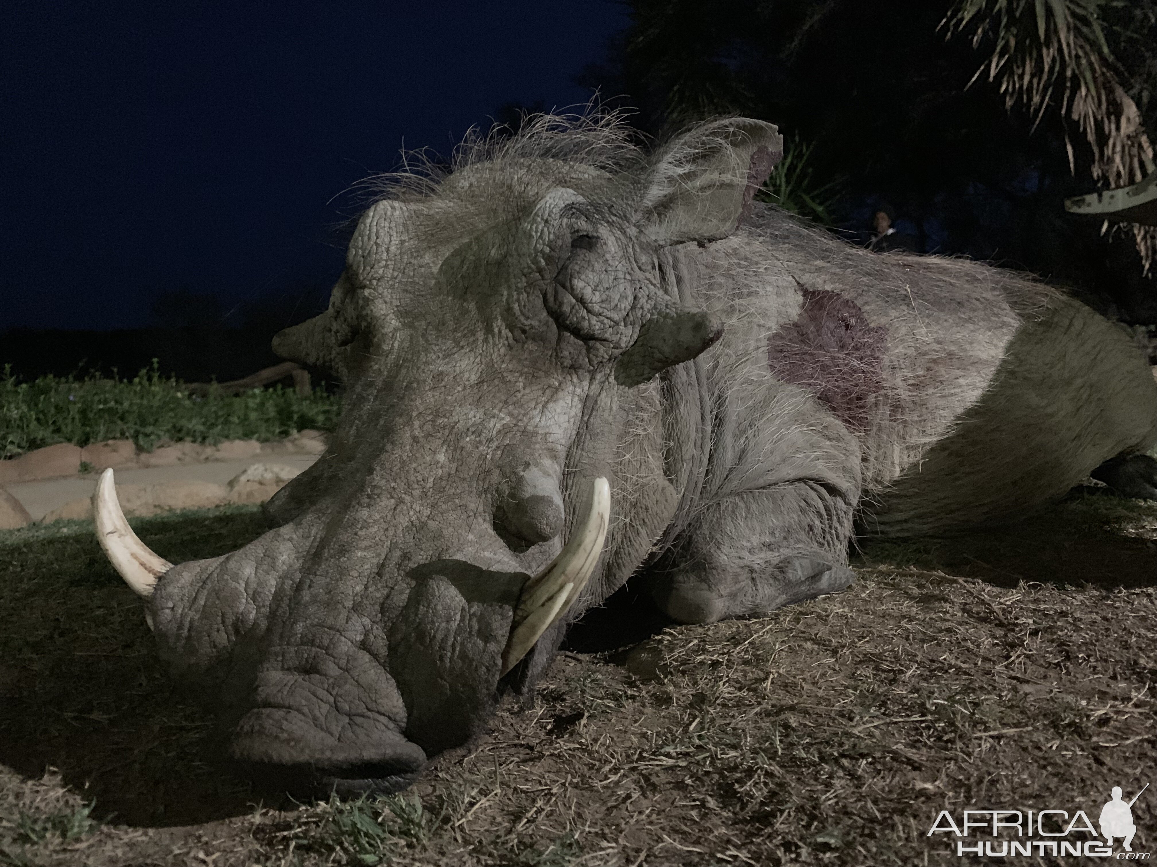 Hunting Warthog in South Africa