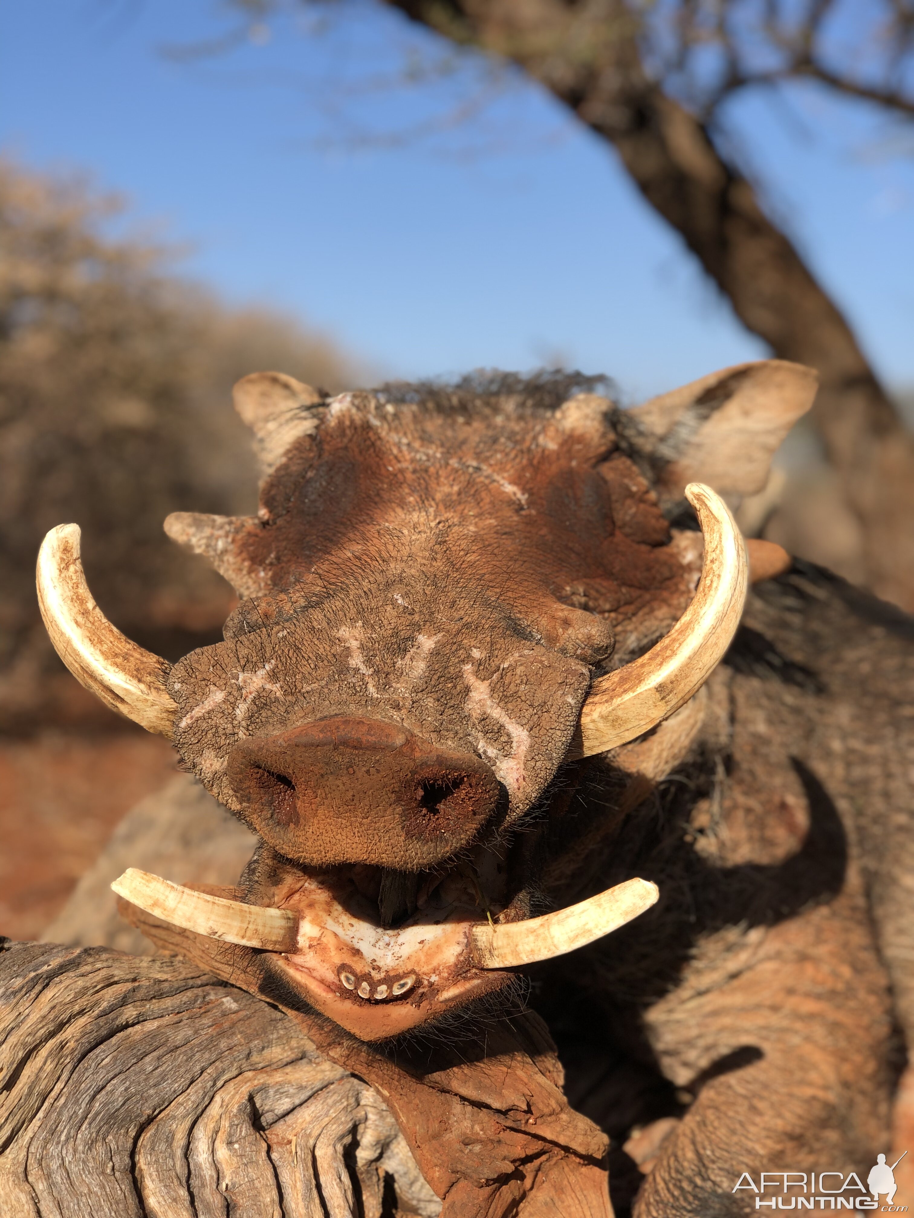 Hunting Warthog in South Africa