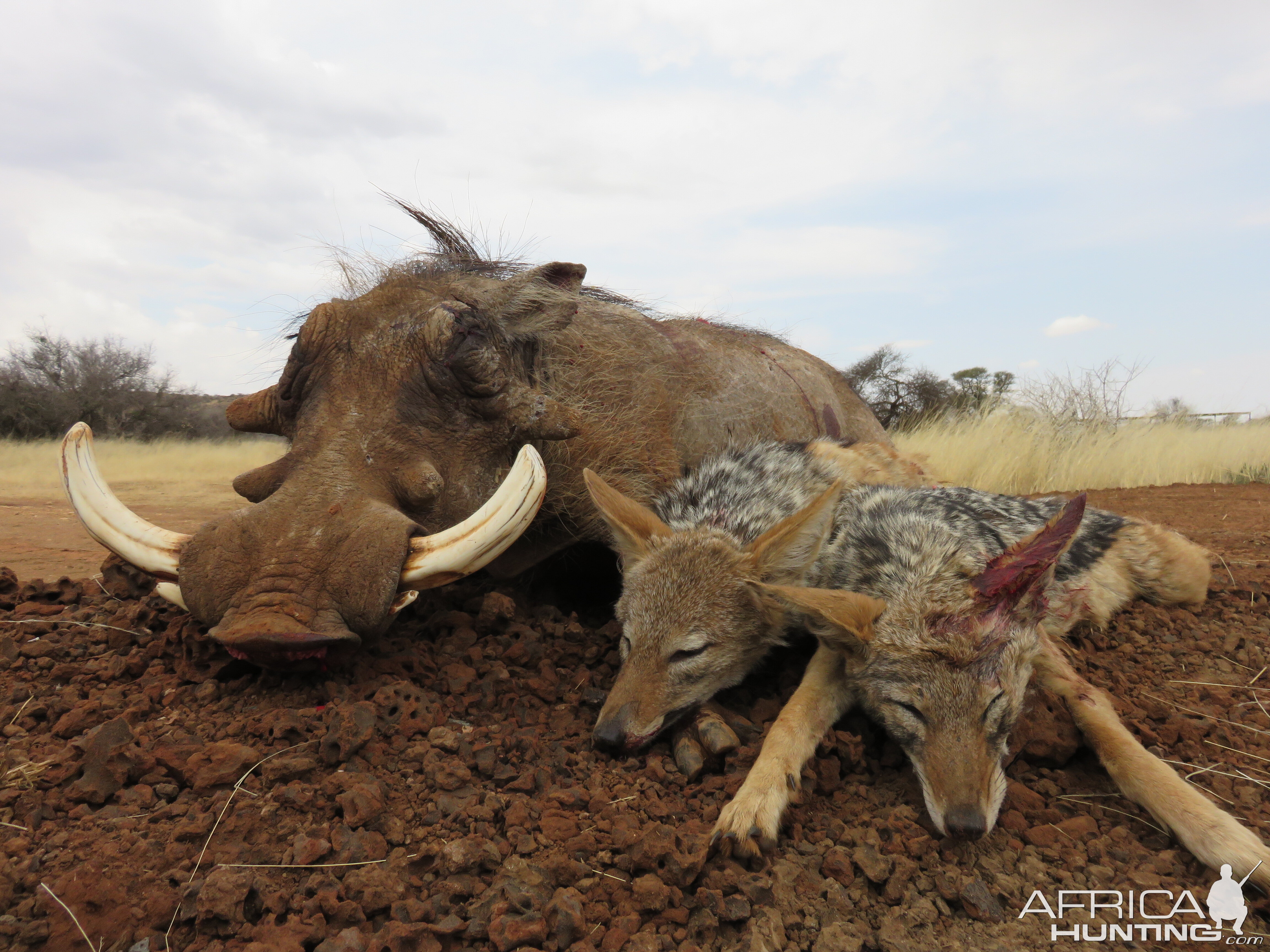 Hunting Warthog & Jackal in South Africa