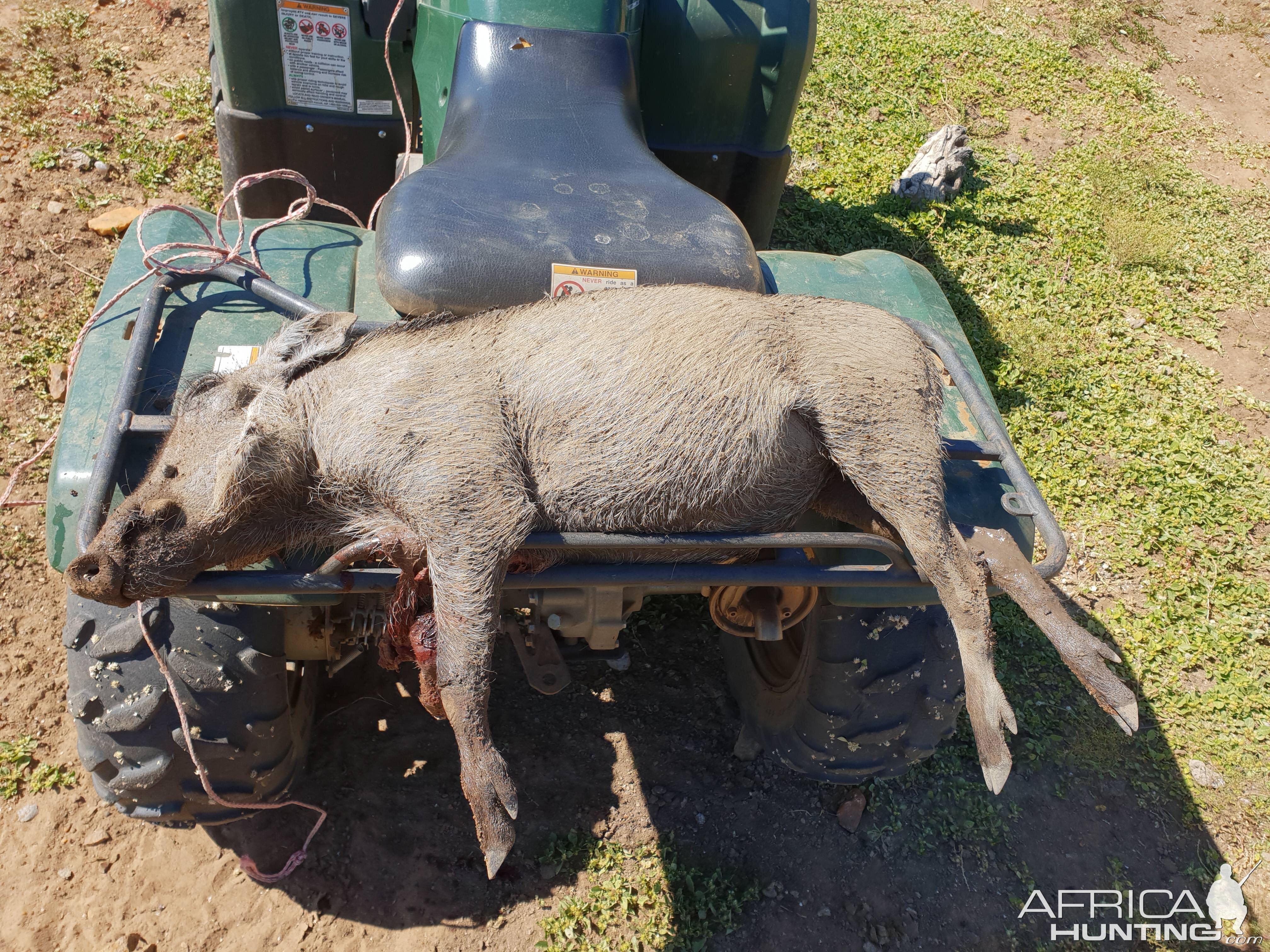 Hunting Warthog Namibia