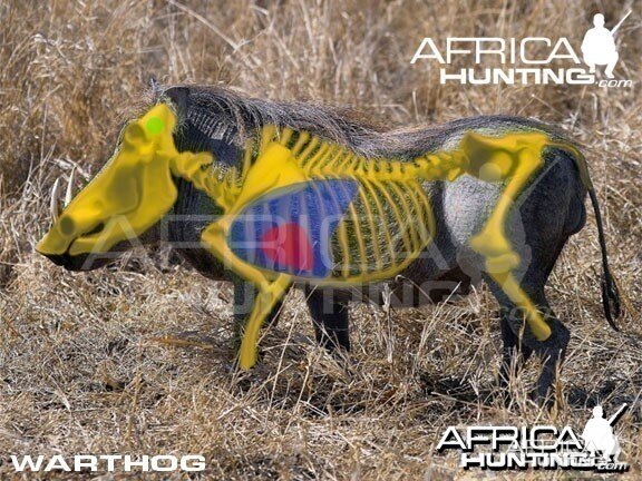 Hunting Warthog Shot Placement