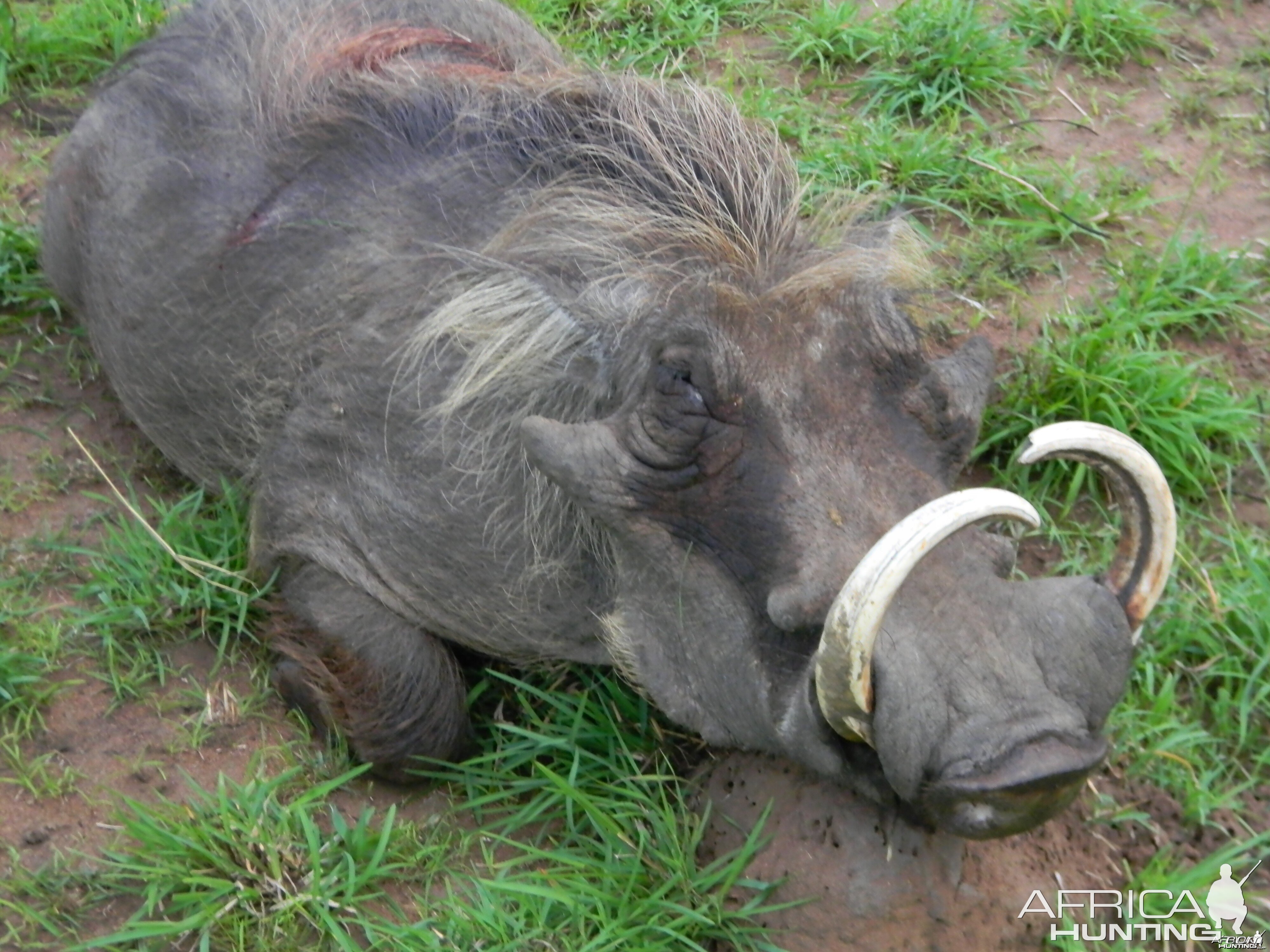Hunting Warthog Uganda