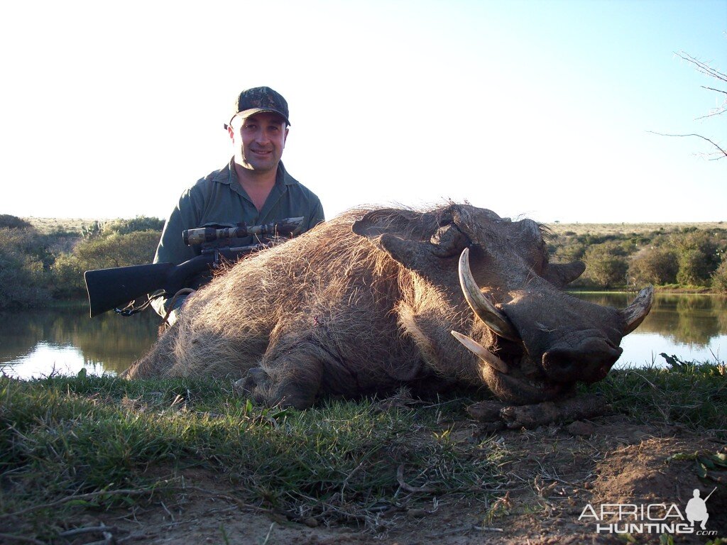 Hunting Warthog with KMG Hunting Safaris