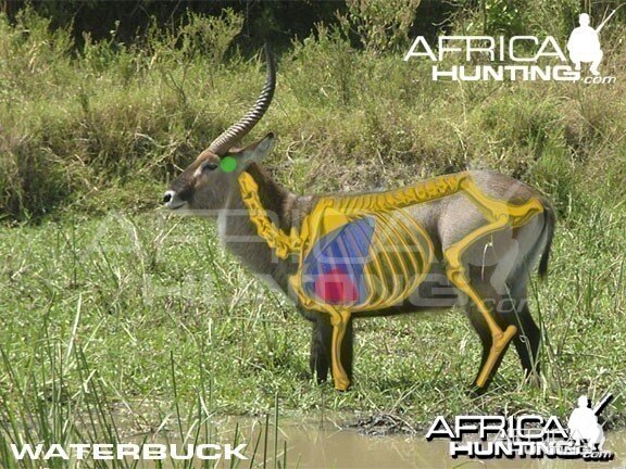 Hunting Waterbuck Shot Placement