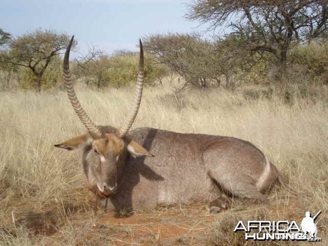 Hunting Waterbuck South Africa - 30 inches - Northern Cape Province