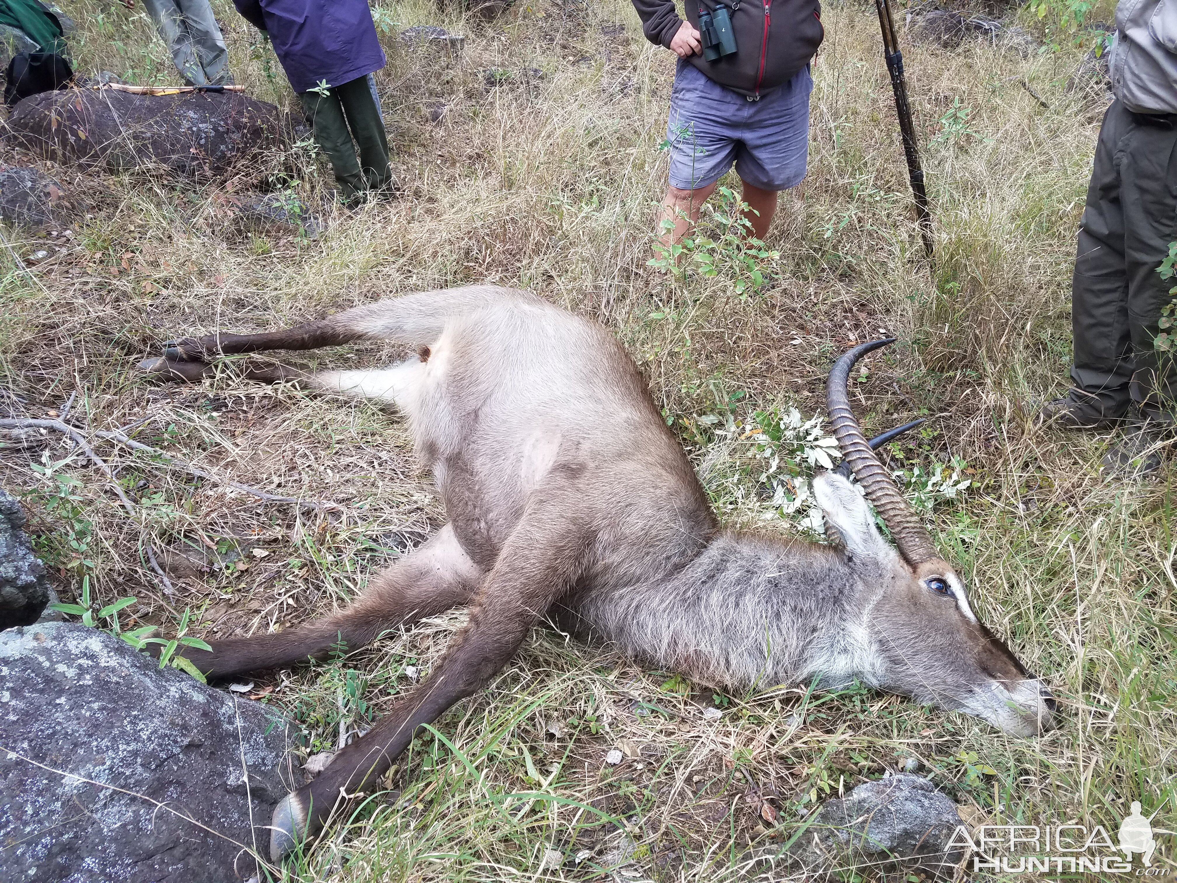 Hunting Waterbuck Zimbabwe