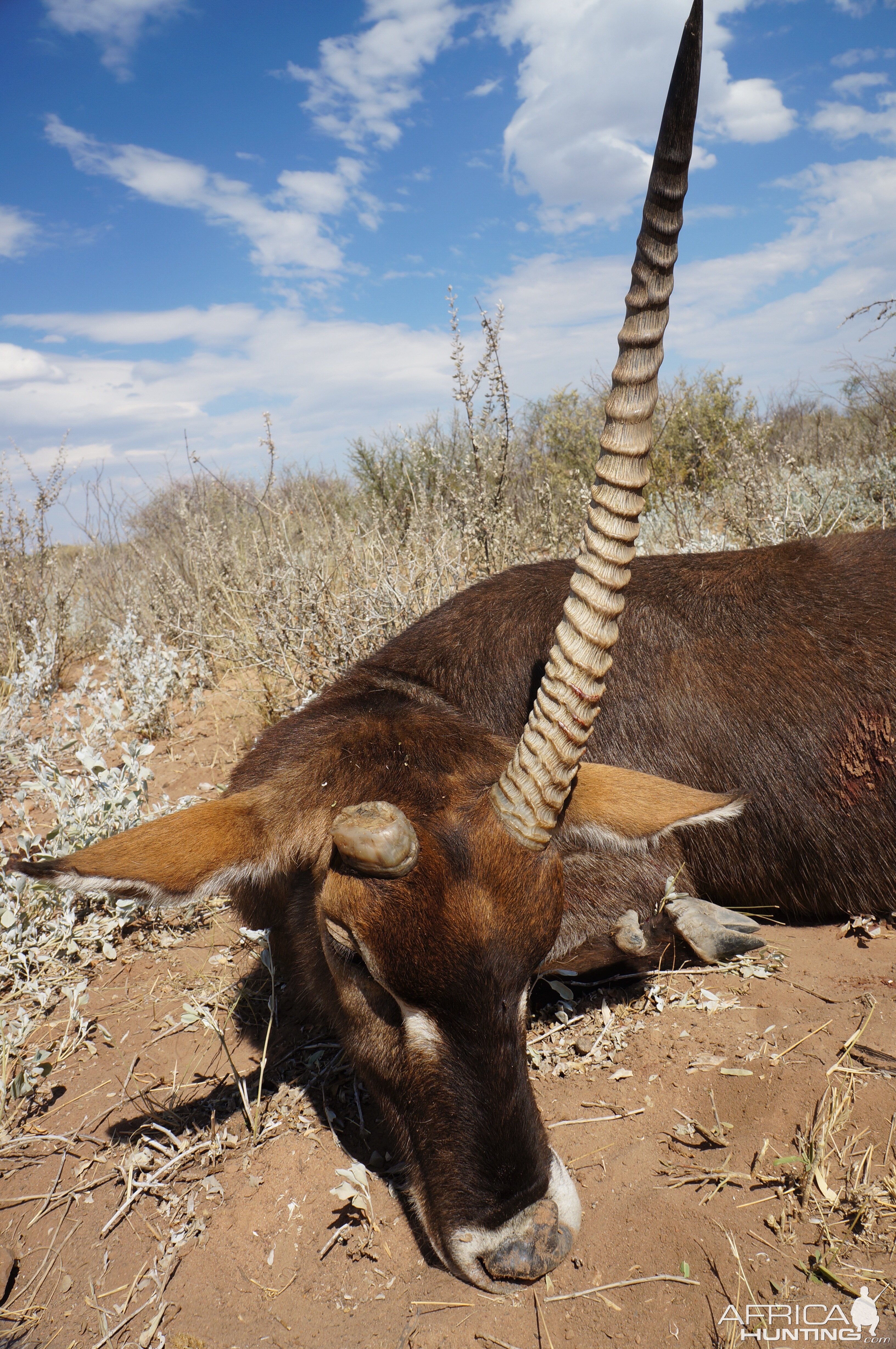 Hunting Waterbuck