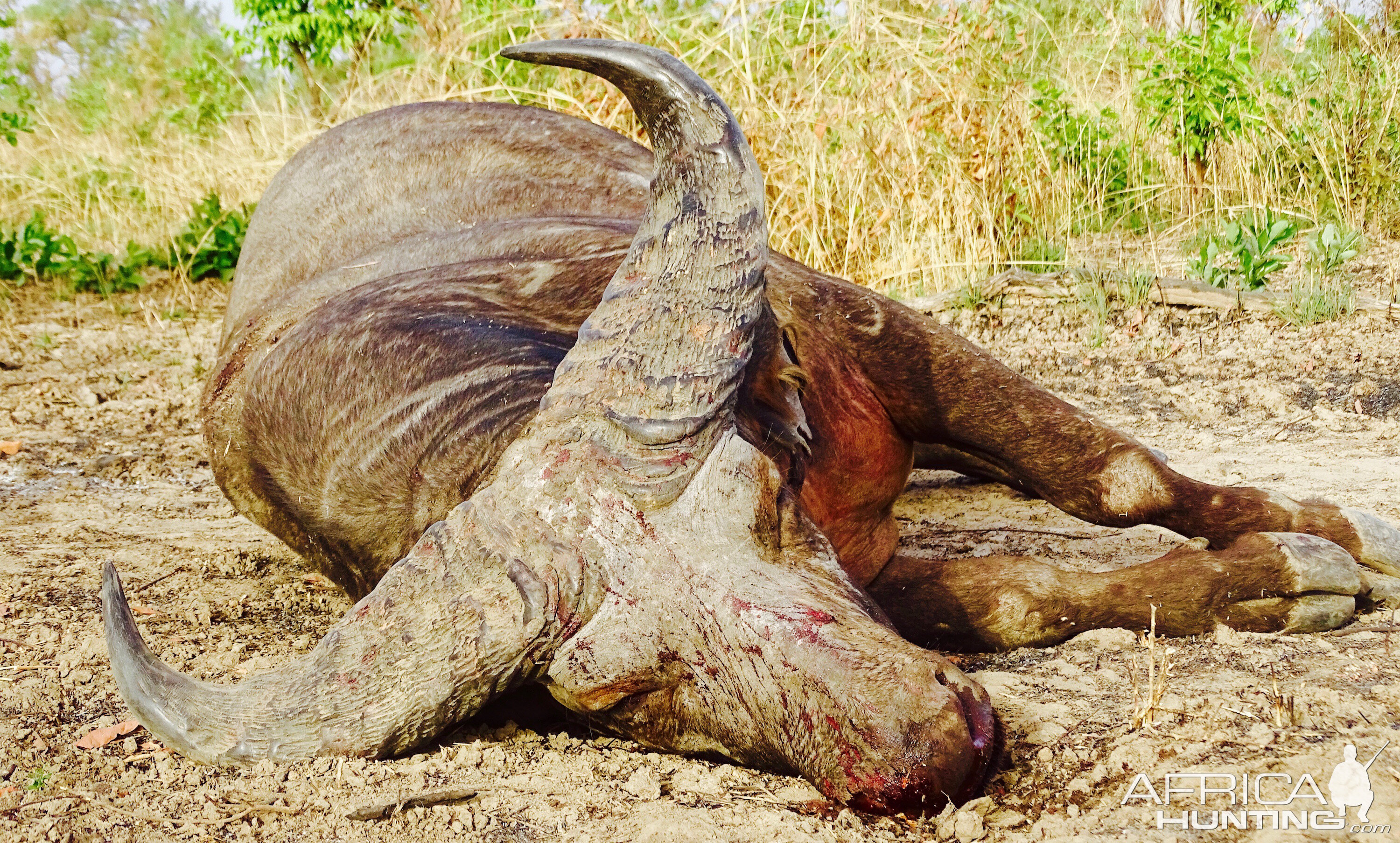 Hunting West Arrican Savanah Buffalo in Benin