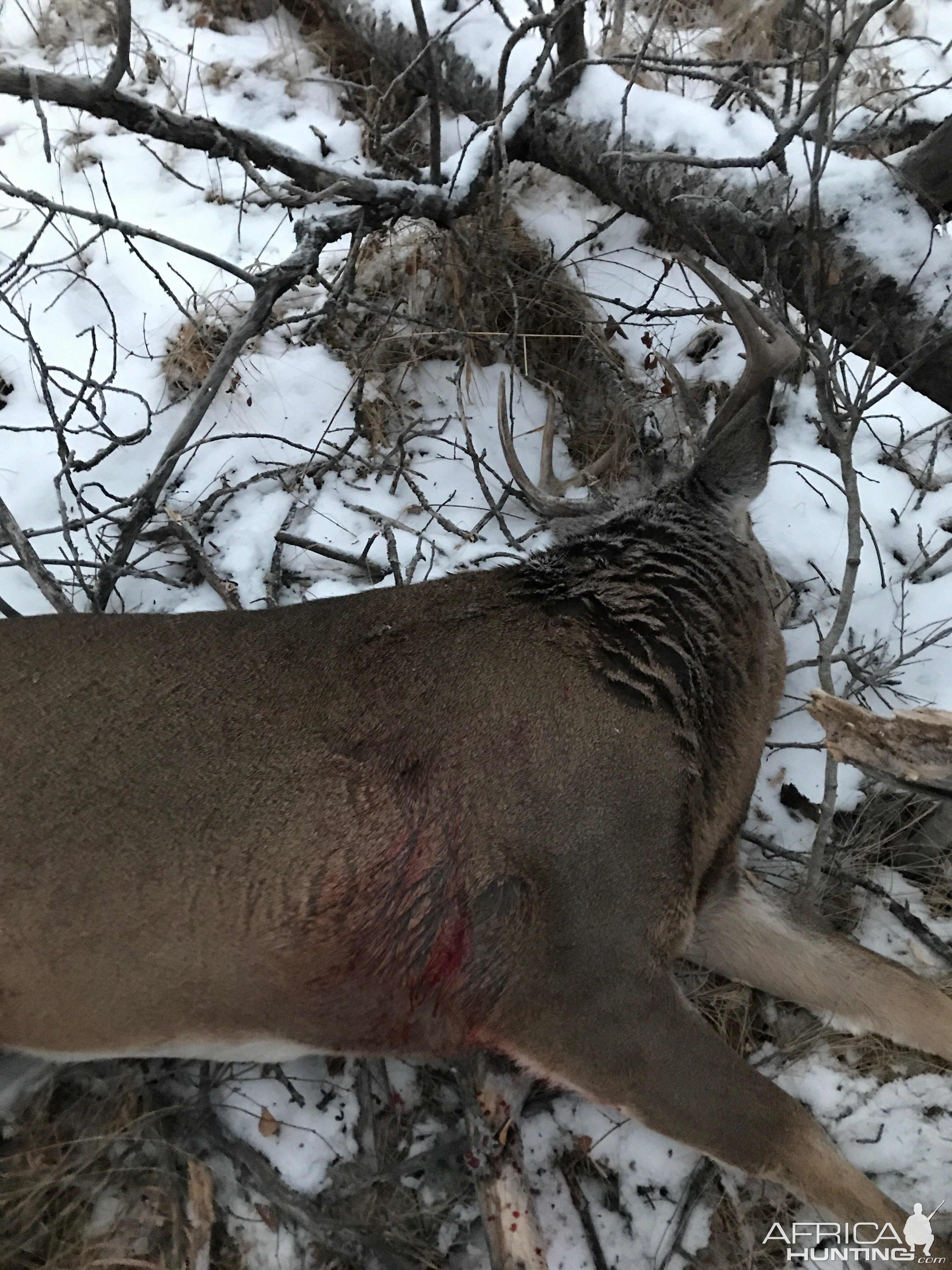 Hunting White-tailed Deer in Canada