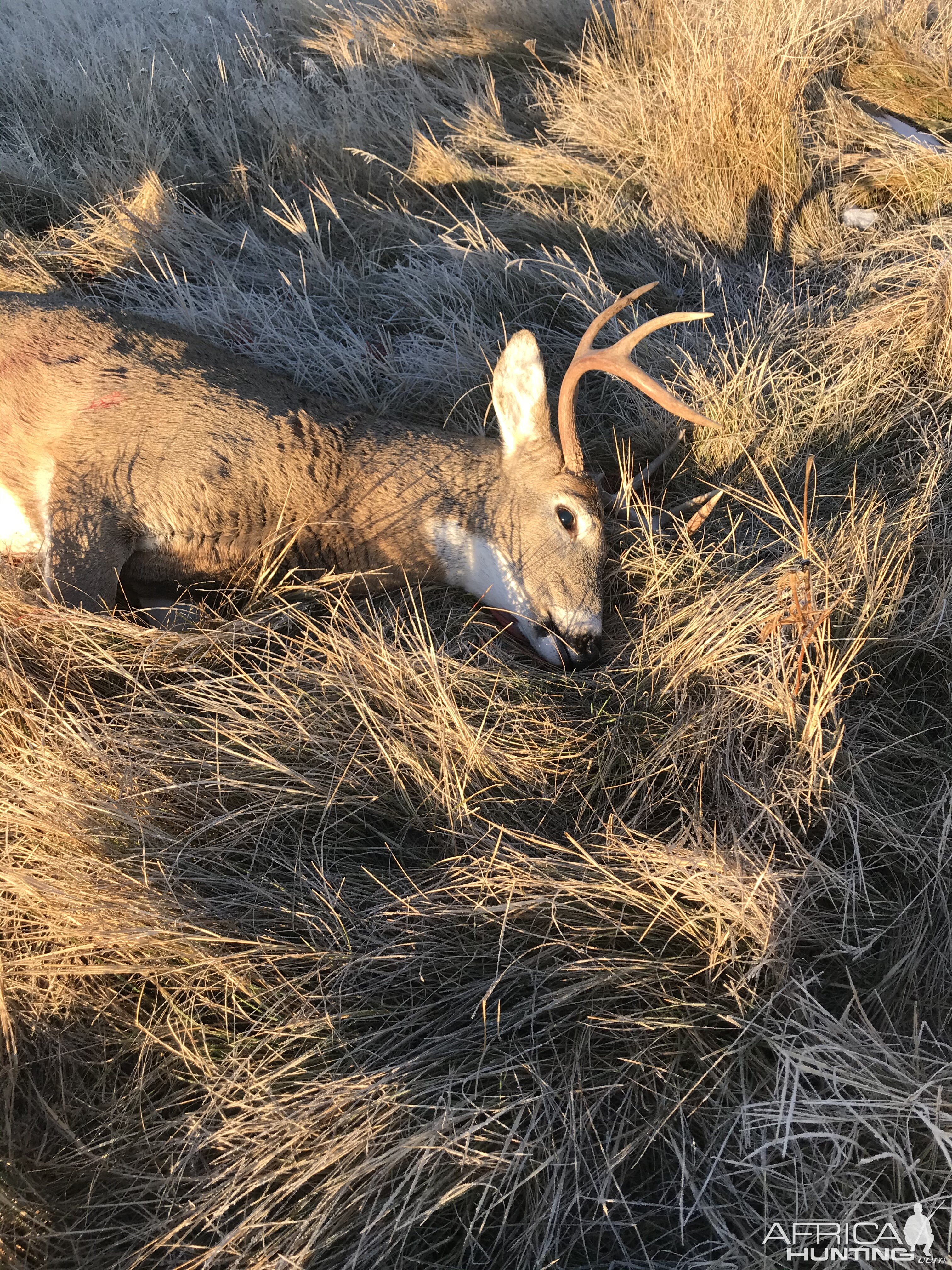 Hunting White-tailed Deer in Montana USA