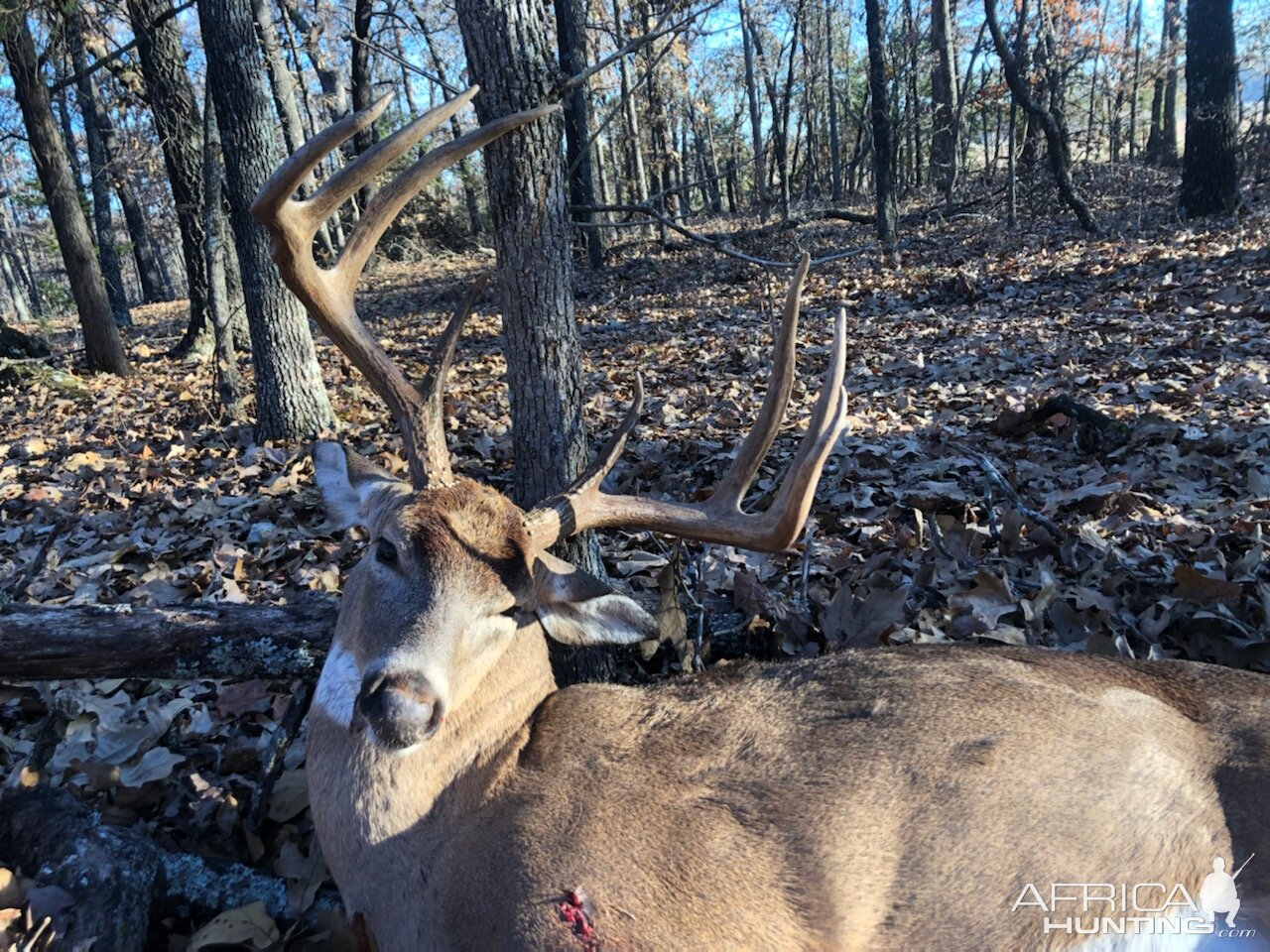 Hunting White-tailed Deer in USA