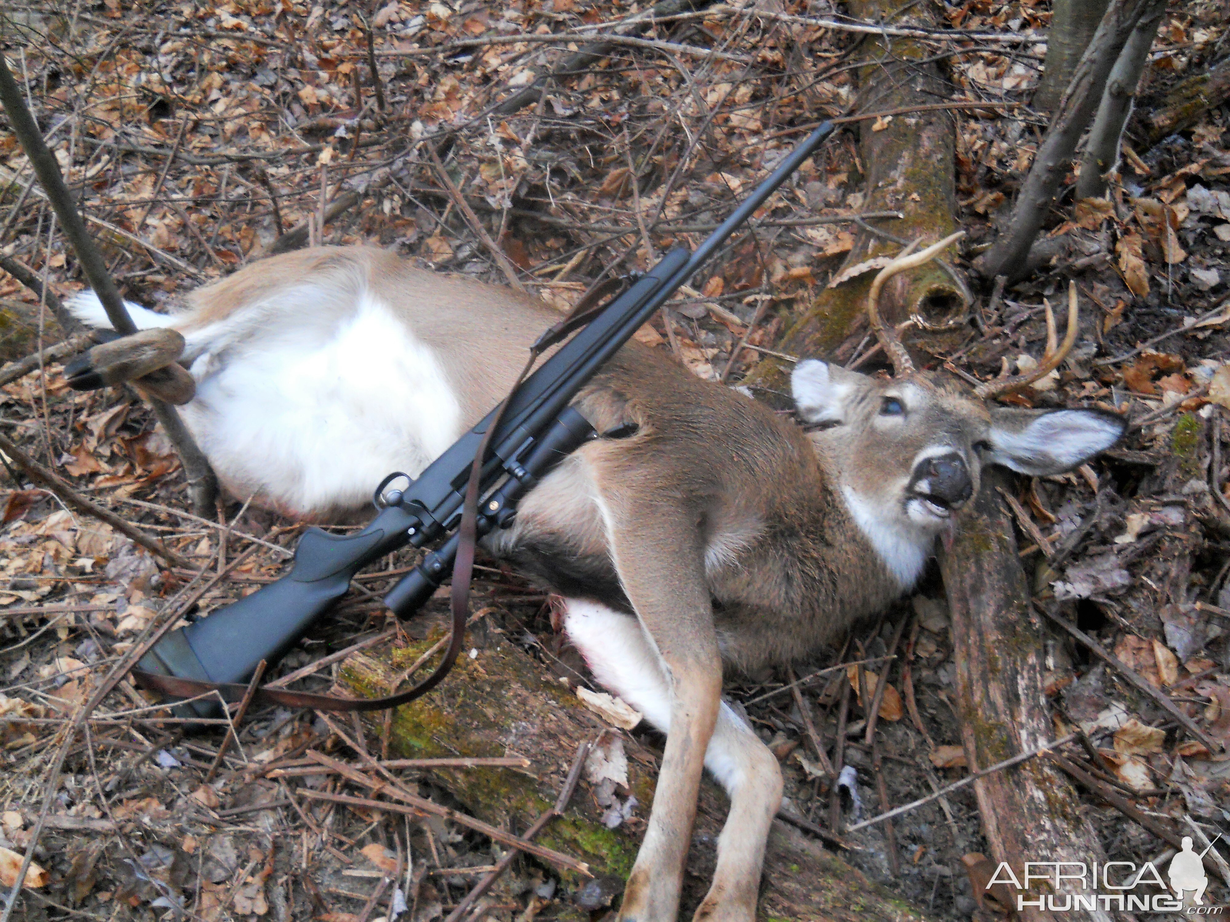 Hunting White-tailed Deer in USA