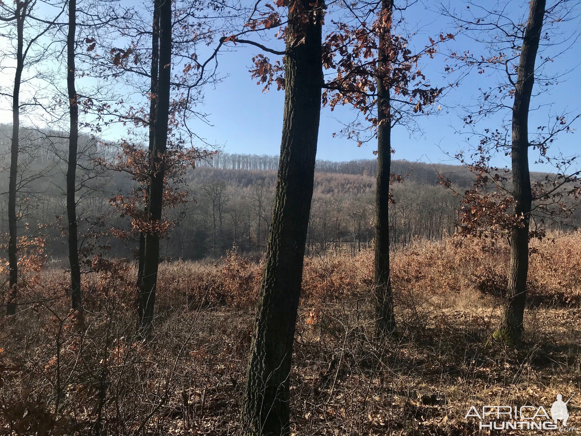 Hunting Wild Boar in Hungary