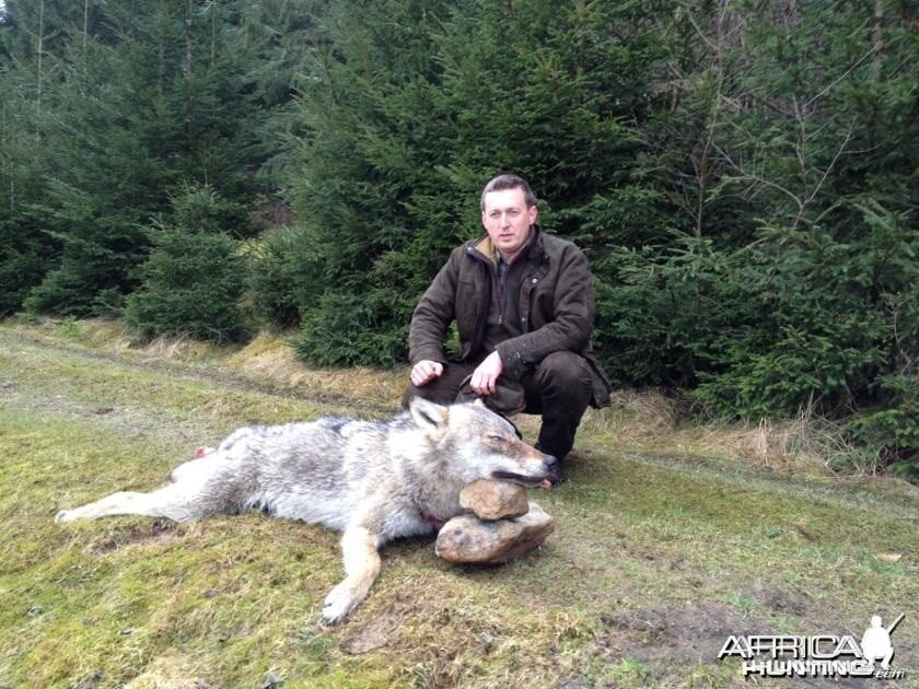 Hunting Wolf in Romania