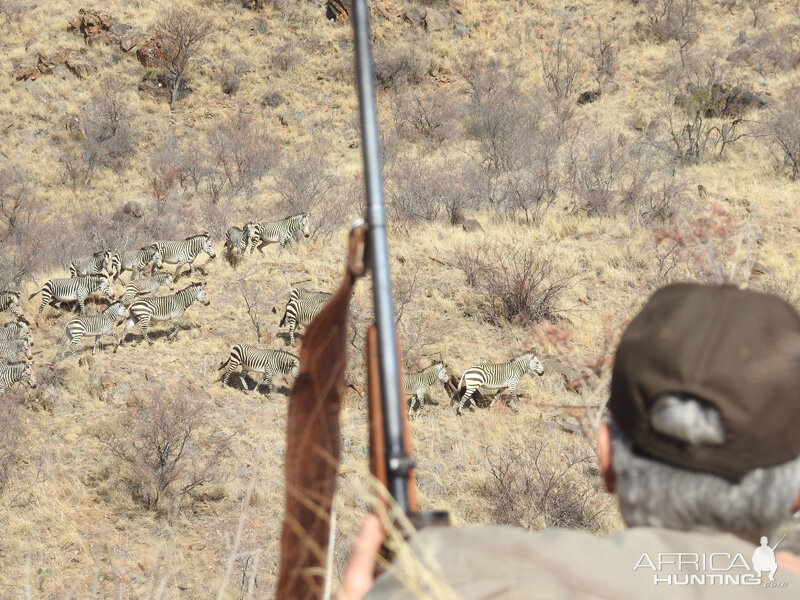 Hunting Zebra Namibia