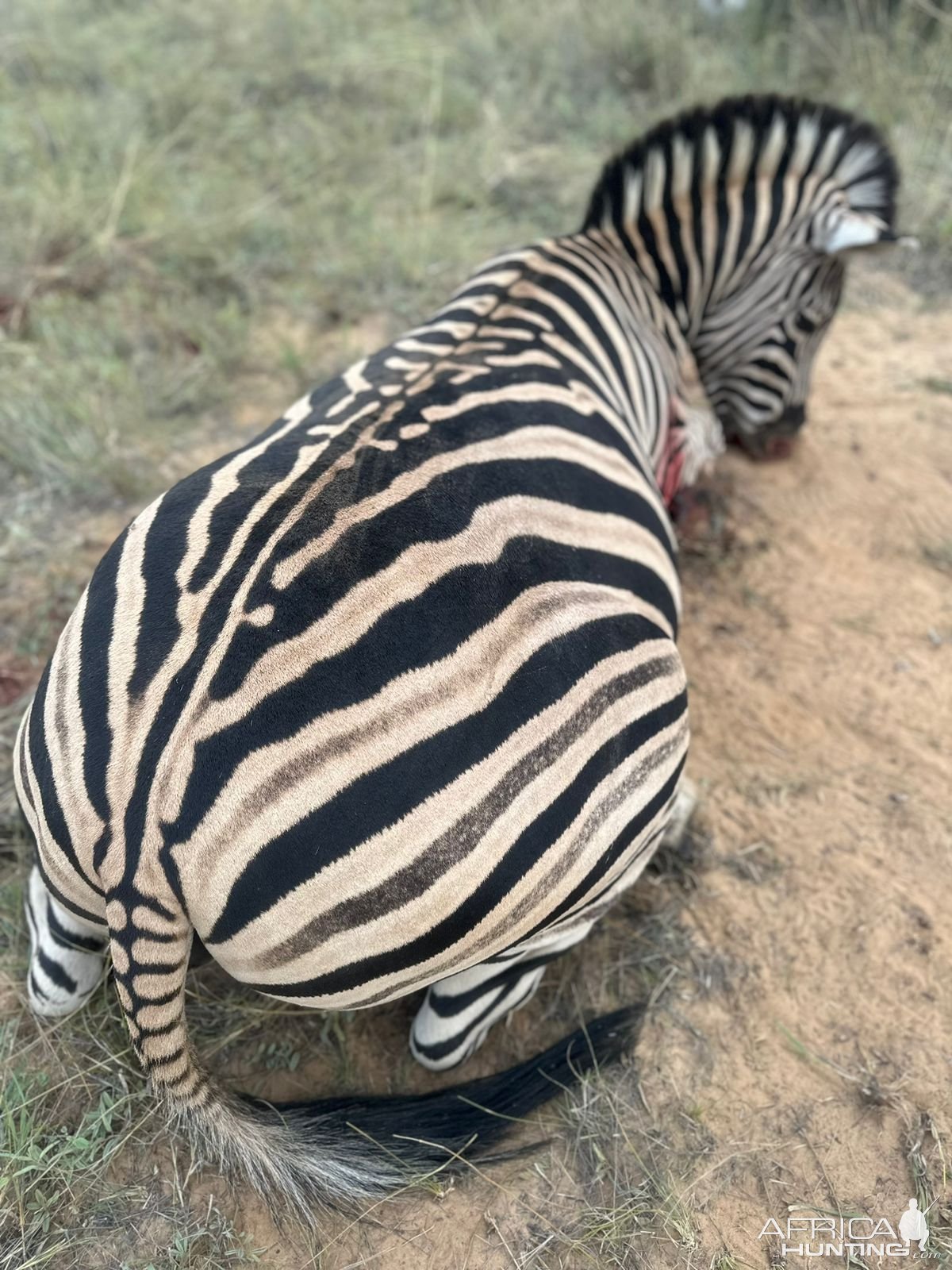 Hunting Zebra