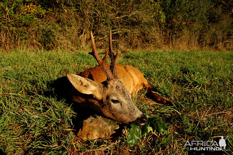 Huntng Roe Deer France