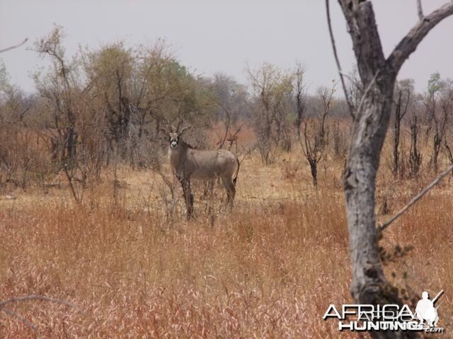 Hwange Park Roan