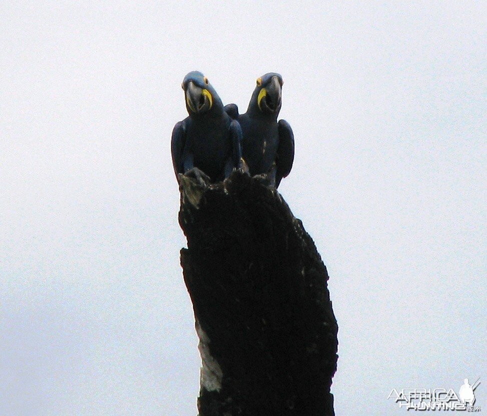 Hyacinth Macaws in the Amazon