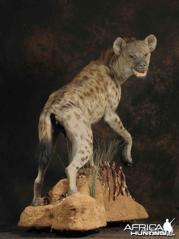 Hyena full mount