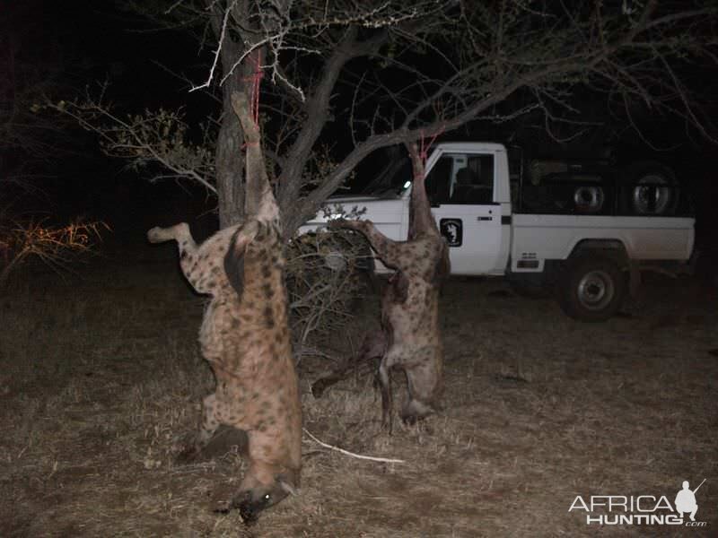 Hyena Hunt Zimbabwe