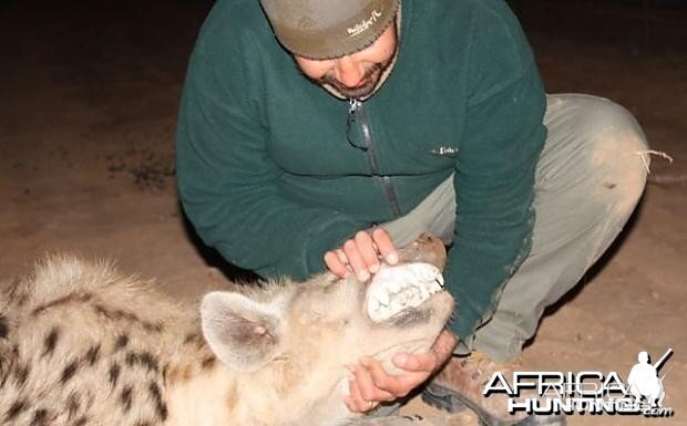 Hyena in Limpopo RSA