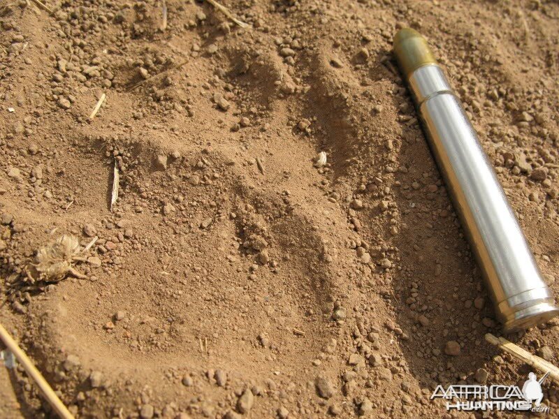 Hyena track