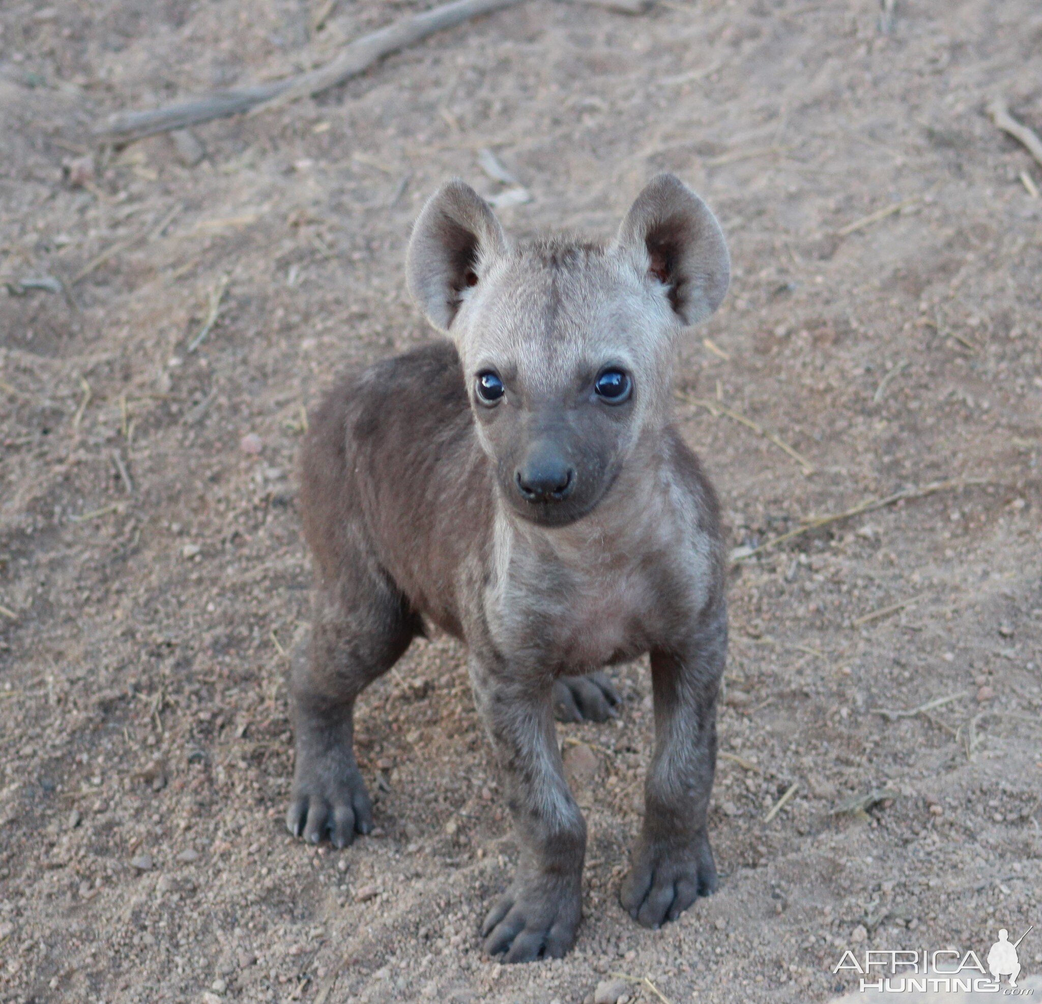 Hyena youngster in the Kruger National Park South Africa