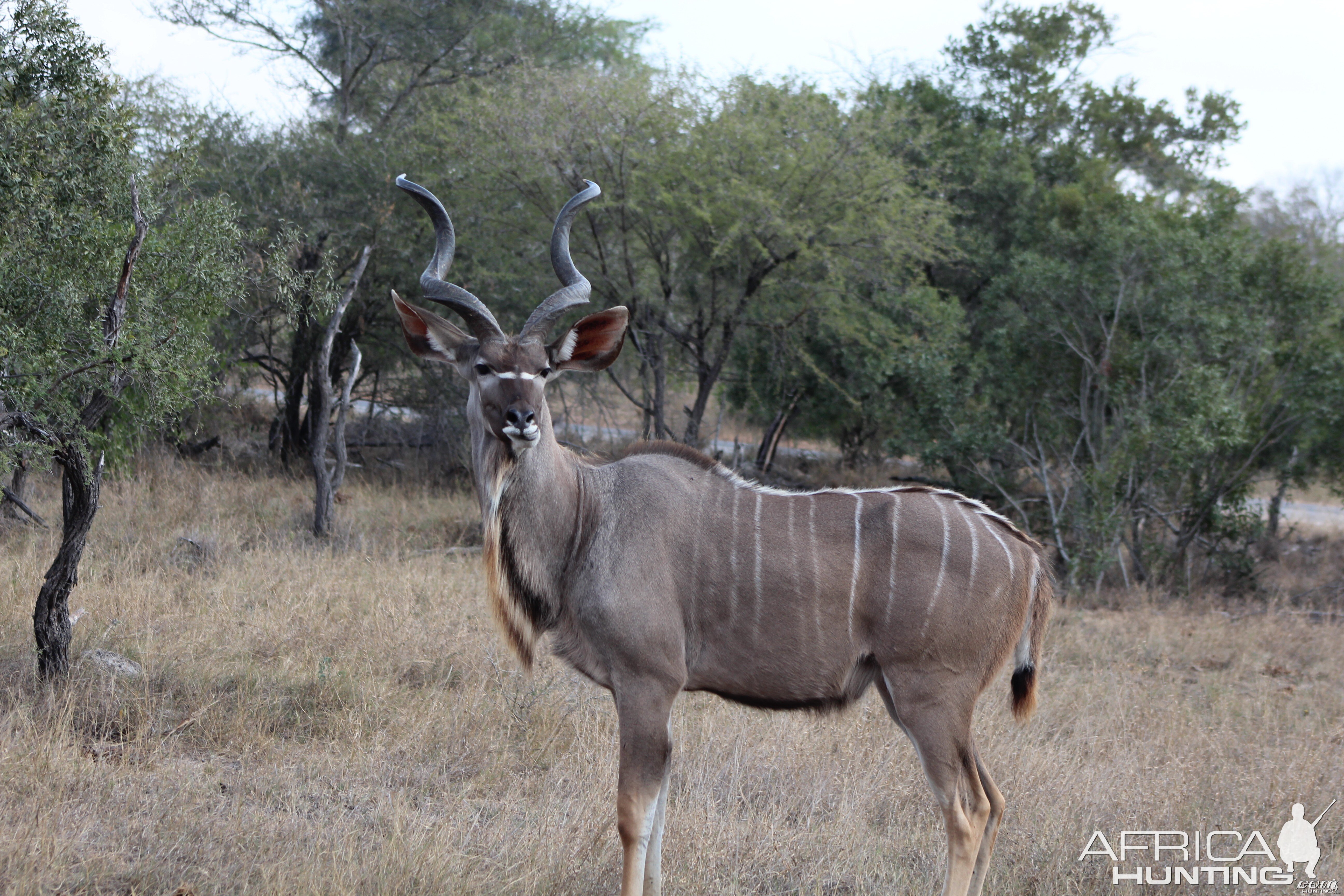 I Love Kudu