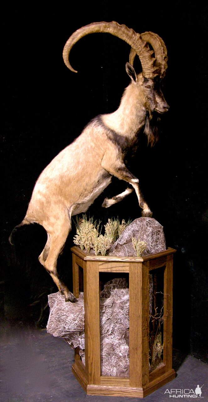 Ibex Full Mount Taxidermy