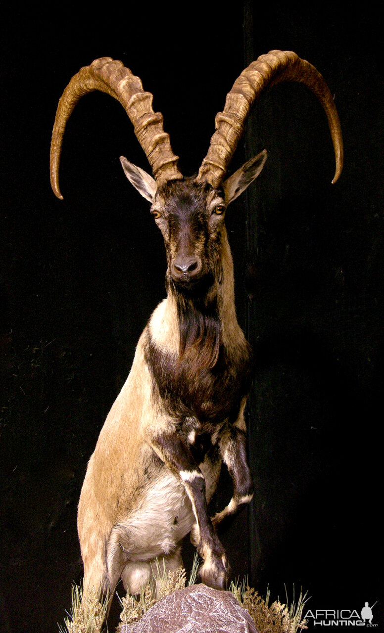Ibex Full Mount Taxidermy