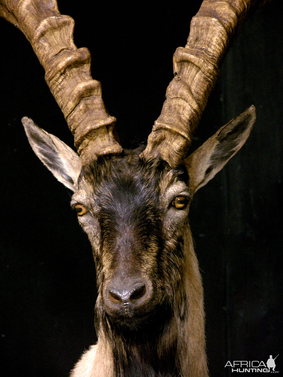 Ibex Full Mount Taxidermy